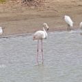 Greater Flamingo, Phoenicopterus ruber, Alan Prowse